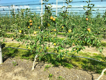 Mehrachsensystem: Ein waagrecht gezogener Stamm trgt mehrere vertikale Achsen im Abstand von 25 bis 30 cm. Die Frchte hngen im Licht und frben gut aus.