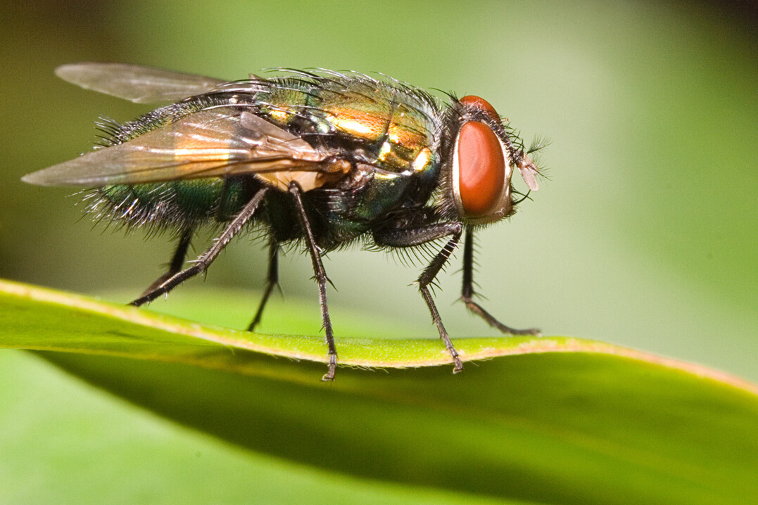 Laut den Ergebnissen eines Forschungsprojekts der japanischen Kyushu-Universitt knnen Schmeifliegen das Geflgelpest-Virus verbreiten, und zwar in einem Radius von bis zu vier Kilometern rund um ein bereits erkranktes Tier. 