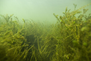 Wachstum von Elodea-Wasserpflanzen in der Goitzsche bei Pouch, Sachsen-Anhalt. Viele Flsse und Seen in Deutschland sind zunehmend durch bermigen Bewuchs von Wasserpflanzen betroffen. 
