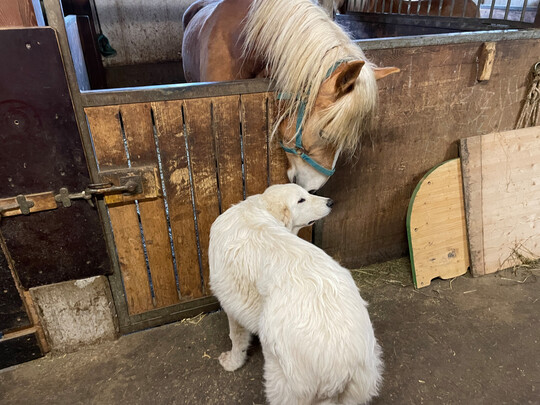 1 Wie Untersuchungen zeigen, knnen Pferde und Hunde eine soziale Bindung eingehen. Dabei nutzen Pferde die Hunde als Alarmanlage, wenn diese anschlagen.