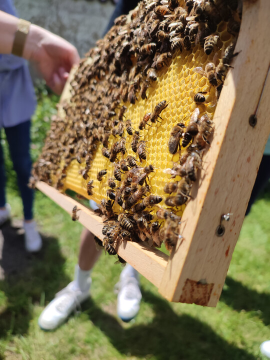 Hochschulbienen in Ravensburg: Sie sollen einen Beitrag zur Biodiversität in der Stadt leisten. Mit ihrem Honig werden die Studierenden Absatz- und Vermarktungsmöglichkeiten erarbeiten.