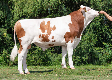 1 Halfway ist als Hayward Sohn von der Stier GbR in Schnenberg gezchtet worden und gehrt zu den hchsten Bullen der Rasse.