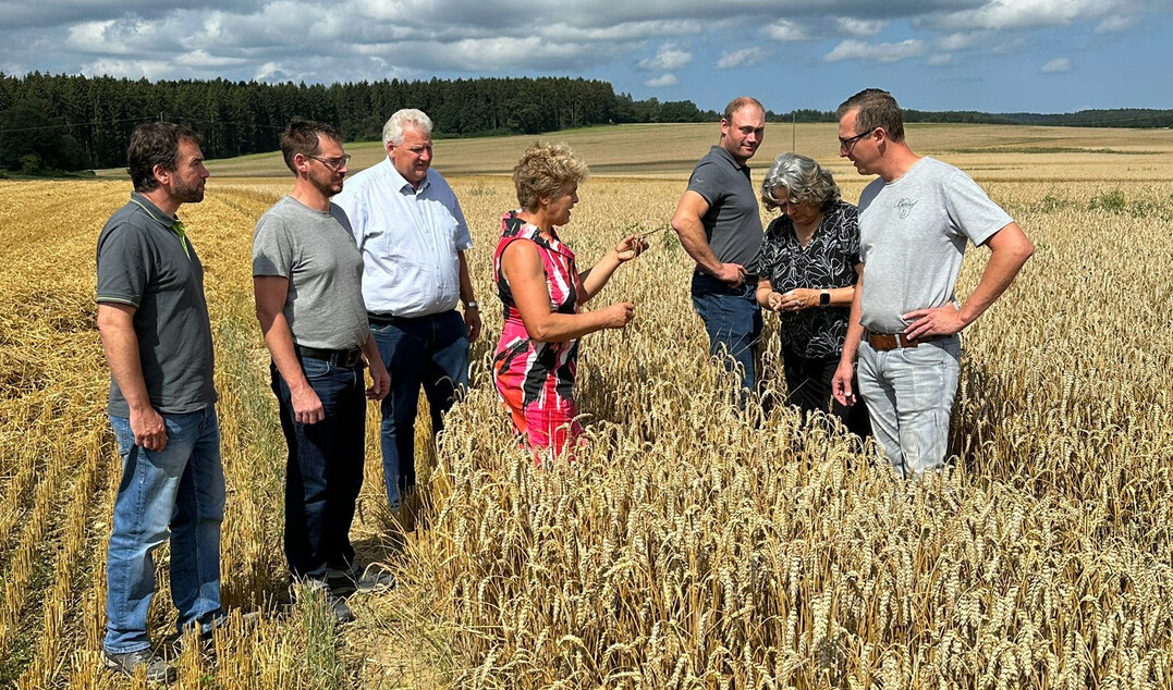 Begutachtung der Krner auf dem Weizenfeld: Die fehlende Sonneneinstrahlung whrend der Kornfllungsphase fhrte zu einer schlechten Kornentwicklung und geringeren Ertrgen. Dies erforderte Anpassungen in Anbau und Management, um solide Ertrge in guter Qualitt zu sichern.