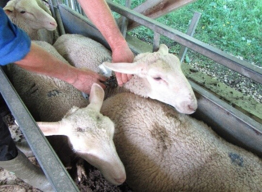 Um Schafe, Rinder, Ziegen und andere Wiederkuer vor einer Infektion mit dem Blauzungenvirus zu schtzen, sollten die Tiere dringend geimpft werden.