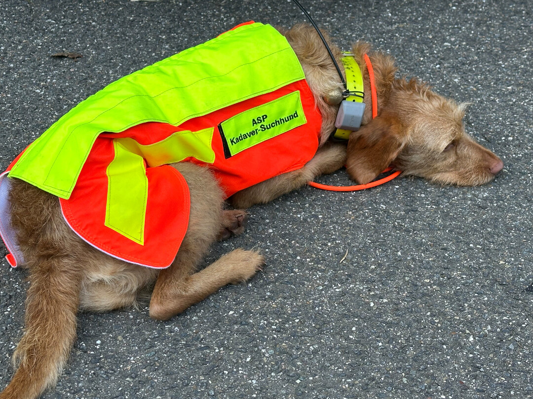Manahmen um die Verbreitung der Afrikanischen Schweinepest zu verhindern; Hund Rosa wartet auf ihren Einsatz. 