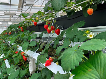 Erdbeerkultivierung im Gewchshaus des Altmarktgartens in Oberhausen.