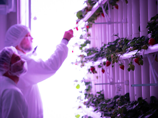 Speziell abgestimmte Lichteinstellungen im Hinblick auf Wellenlnge, Intensitt und Belichtungsdauer sowie kontrollierte Umgebungsbedingungen sollen die datenbasierte Indoor-Kultivierung von Erdbeeren ermglichen.