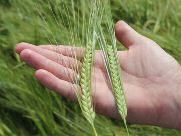 Syngenta hat im ersten Halbjahr 2024 weniger Umsatz gemacht. Dabei waren die Einbuen bei Pflanzenschutzmitteln strker als bei Saatgut.