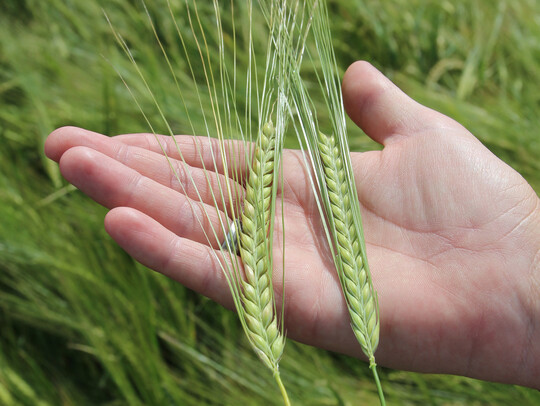 Syngenta hat im ersten Halbjahr 2024 weniger Umsatz gemacht. Dabei waren die Einbuen bei Pflanzenschutzmitteln strker als bei Saatgut.