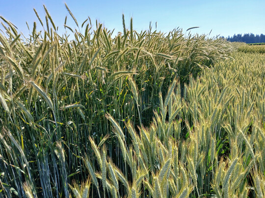 Die Landessortenversuche Triticale in Dggingen.