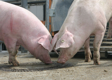 In der EU wird nur ein geringer Rckgang bei der Produktion von Schweinefleisch erwartet. Die positiven Erlse bremsen den Rckgang.