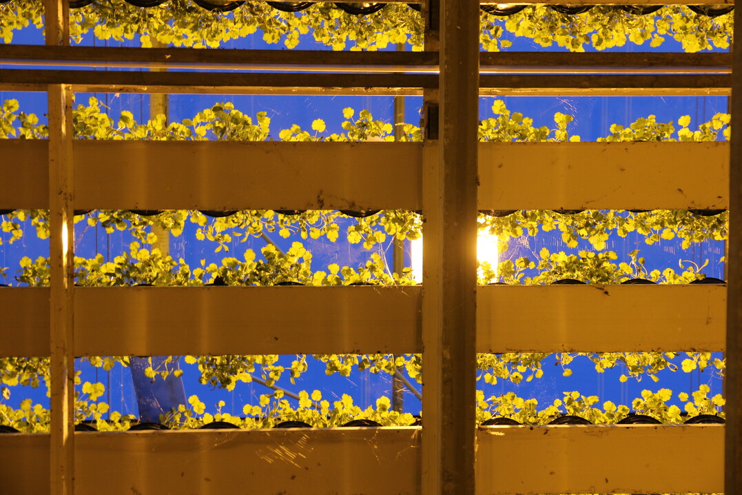 Die Rinnen sorgen daf�r, dass die Pflanzen gut von Luft umsp�lt werden, was Krankheiten vorbeugt.