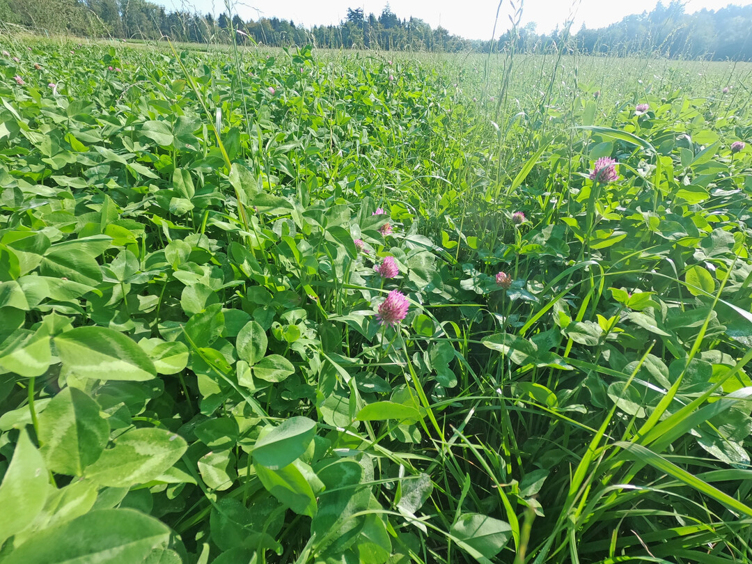 7 Auf die Kleegrasmischung kommt es an. Am besten eignen sich 30 bis 50 Prozent Kleeanteil in den Rationen fr die Sauen.