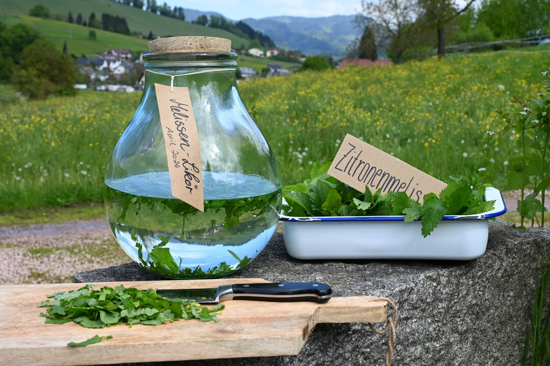 Zitronenmelisse für einen Likör