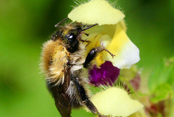 Die Ackerhummel (Bombus pascuorum) auf dem Bunten Hohlzahn (Galeopsis speciosa). Wird es zu hei, knnen die Insekten die Duftstoffe der Blten kaum noch wahrnehmen.