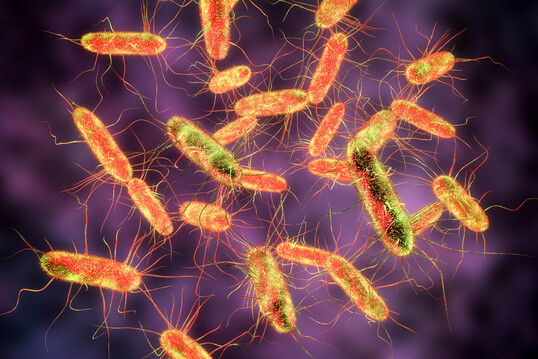 In den USA verursachten mit Salmonella Enteritidis kontaminierte Bio-Eier schwere Infektionen bei mehreren Menschen.