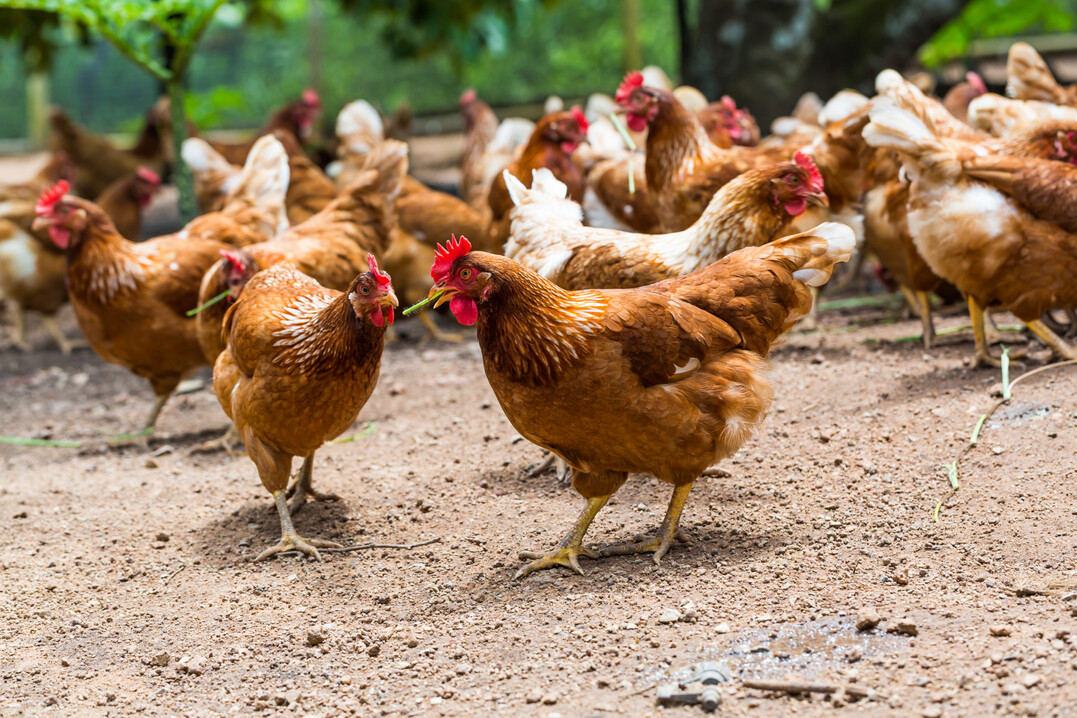 Campylobacter hepaticus, Verursacher der Spotty Liver Disease, tritt wieder vermehrt bei Freilandhhnern auf.
