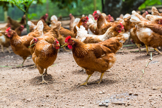 Campylobacter hepaticus, Verursacher der „Spotty Liver Disease“, tritt wieder vermehrt bei Freilandhühnern auf.