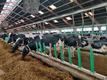 Das Flex Air Stall-System des Herstellers Cow-Welfare ermglicht eine Frischluftzufuhr direkt in den Liegebereich der Khe.