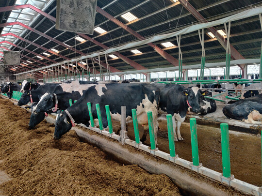 Das Flex Air Stall-System des Herstellers Cow-Welfare ermglicht eine Frischluftzufuhr direkt in den Liegebereich der Khe.