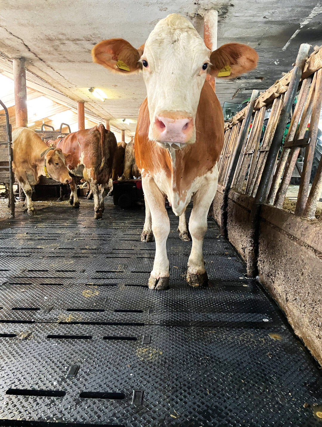 Nationale und internationale Regularien fordern eine zunehmende Reduktion von Luftschadstoffen  auch aus der Tierhaltung. Hier spielt vor allem Ammoniak eine Rolle, das im Rinderbereich vor allem dann entsteht, wenn Kot und Urin nicht unmittelbar getrennt werden, die Exkremente vor allem auf Laufflchen verbleiben und nicht zeitnah abtrocknen. Zur Lsung dieses Problems hat das Gummiwerk Kraiburg die espaFLEX-Matte fr neue und bestehende Spaltenbodenflchen entwickelt.