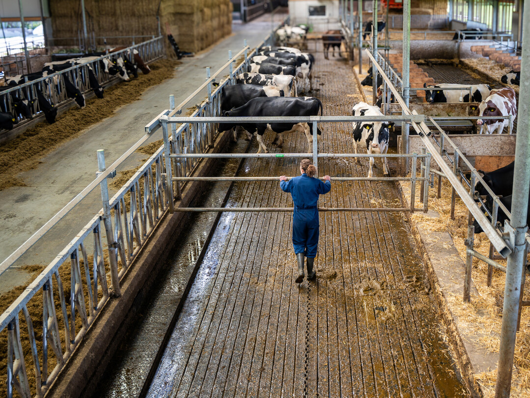 Das Unternehmen Spinder Dairy Housing Concepts bietet mit dem neuen System Spinder Track eine Lsung fr sich verndernde Gruppengren im Milchviehstall an. ber ein auf Schienen laufendes Tor kann die nutzbare Stallflche jederzeit an die entsprechende Gruppengre angepasst werden. 
