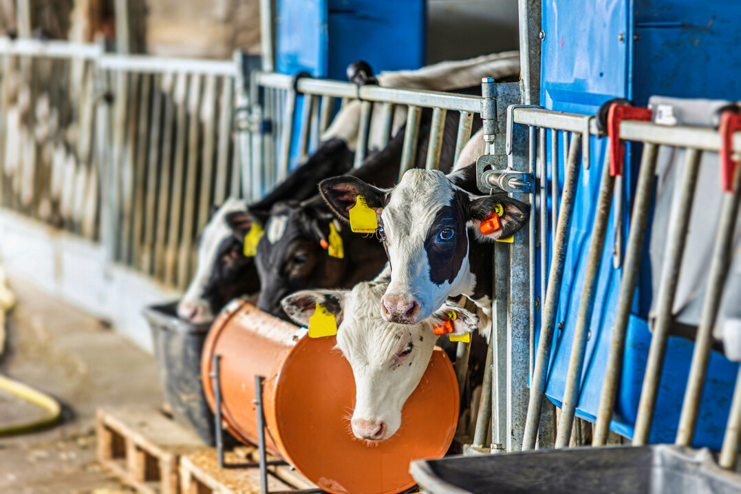Mit dem Ohrsensor von CowManager wird erstmals ein Gesundheitsmonitoring fr Klber vorgestellt. Der Algorithmus nutzt hierzu Methoden maschinellen Lernens und ermglicht somit die Darstellung sich stndig verbessernder Vorhersagen zum Gesundheitszustand des einzelnen Kalbes. Die Alarme werden dem Alter der Tiere angepasst.