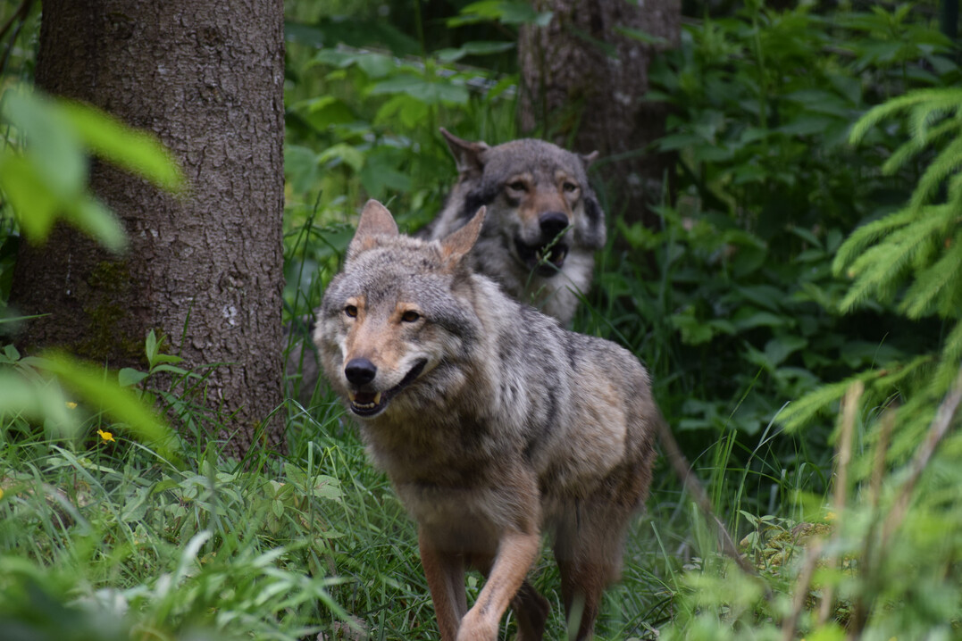 Wolf (Canis lupus).