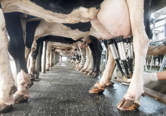 HPAI-Viren vermehren sich im Euter der Rinder und werden ber die Milch und Melkprozesse bertragen.