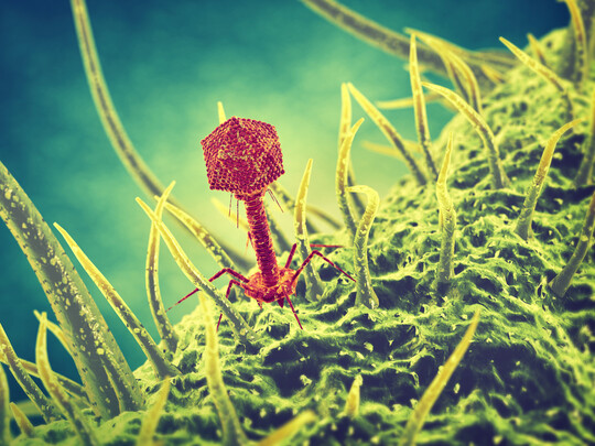 Bakteriophage bekmpfen krankheitserregende Bakterien und knnten dazu beitragen, den Antibiotikaeinsatz in der Geflgelhaltung zu reduzieren.