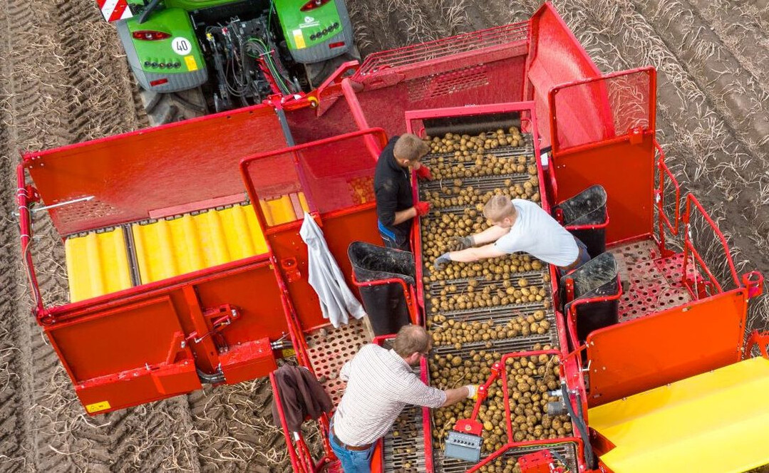 Größere Flächen und gute Erträge sind die Grundlage für die gute Kartoffelernte in Deutschland.