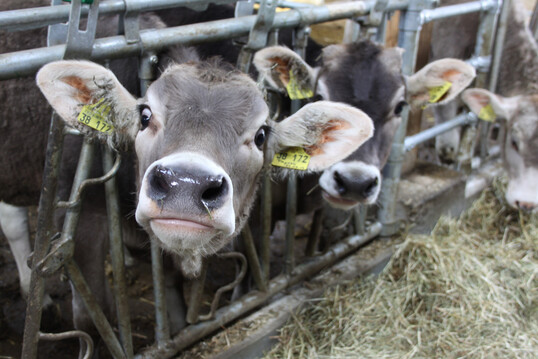Das Ausbrennen von Hornanlagen ohne Betubung soll bei Klbern im novellierten Tierschutzgesetz verboten werden. 