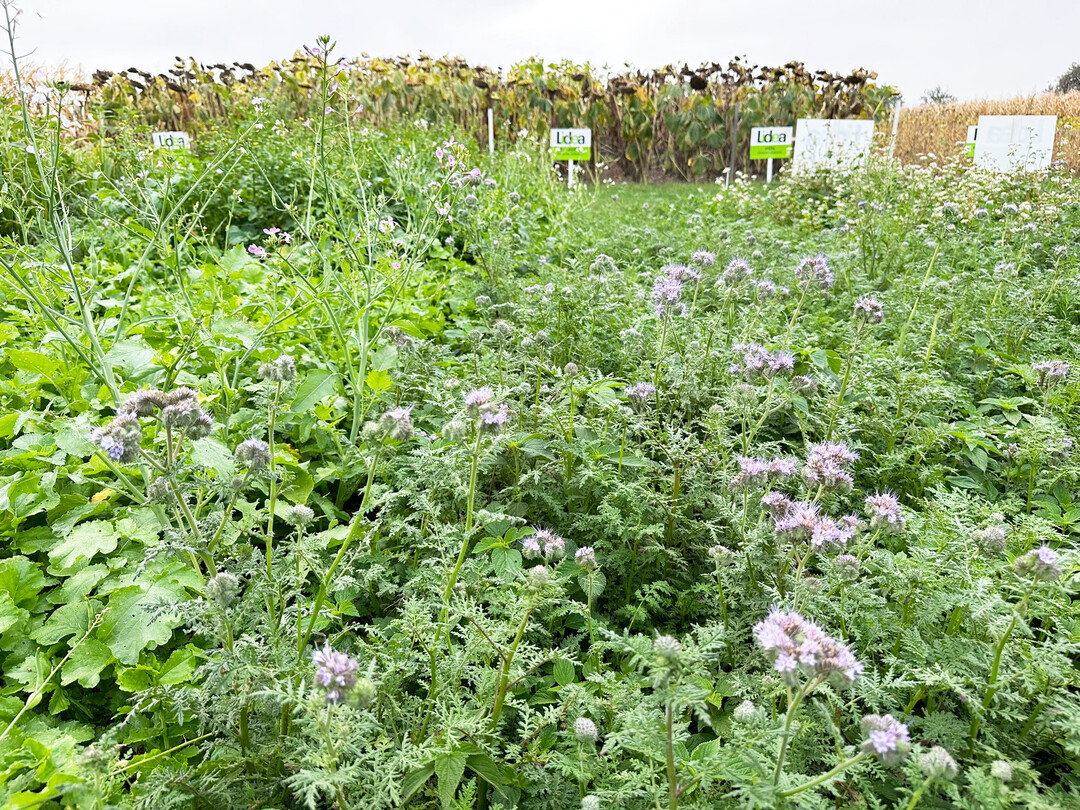 Mit ihrer schnellen Jugendentwicklung ist Phacelia eine beliebte Zwischenfrucht.