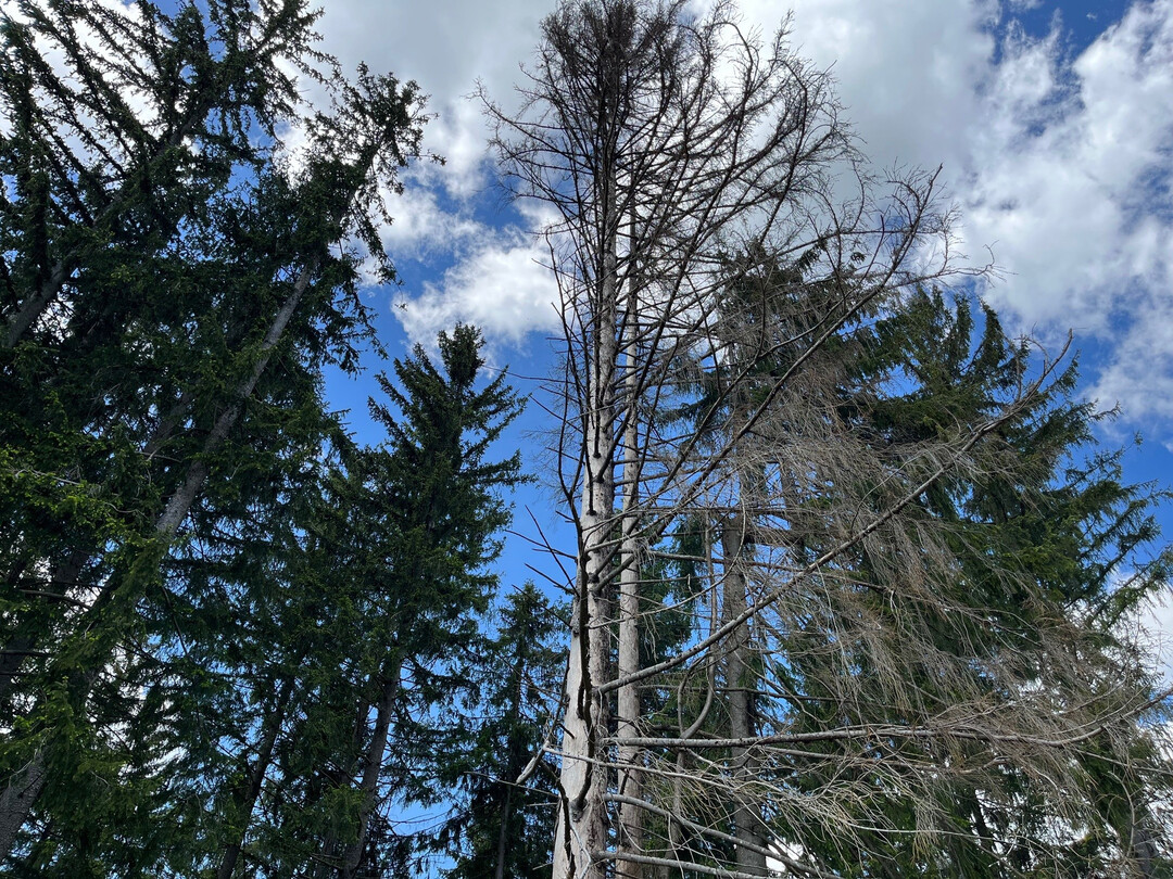 Dem Deutschen Wald geht es insgesamt nicht gut. Das zeigen die Ergebnisse der Bundeswaldinventur. Durch diese Schwchung kann der Wald das Klima nicht so gut schtzen wie erwartet. 