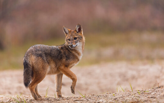 Ein Goldschakal (Canis aureus)