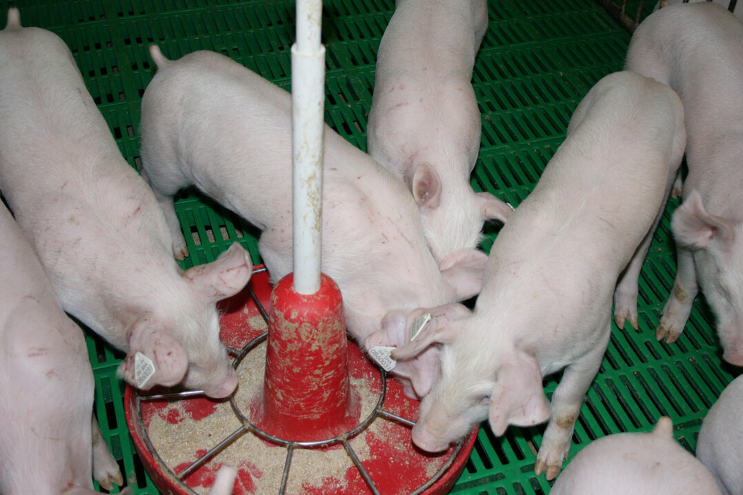 Ferkelaufzchter knnen sich ab Anfang November fr die Initiative Tierwohl (ITW) anmelden.