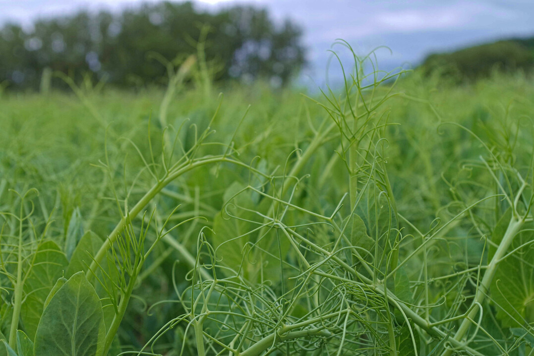 Erbse