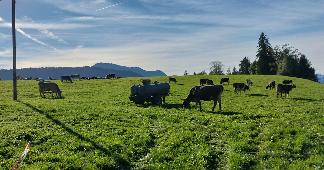 Im Sommer auf die Weide und im Winter Heu im Futtertrog – das ist das Fütterungskonzept von Heumilchbetrieben.