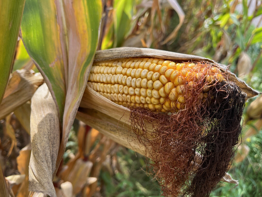 Die anlaufende Krnermaisernte im Rheintal besttigt die Erwartungen mit leicht berdurchschnittlichen Ertrgen im Bereich von 10 bis 12 t/ha trockenem Mais.
 