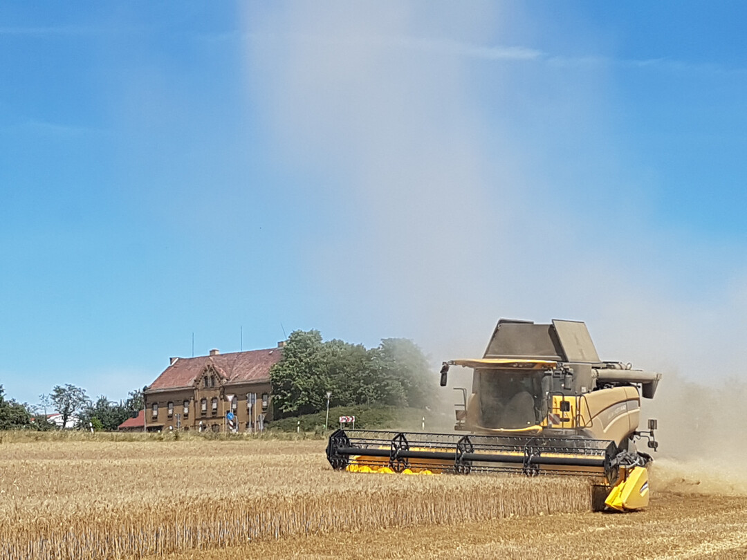 Die Anbauflche fr Durum in Deutschland erreichte 2024 erneut einen neuen Hchstwert. 