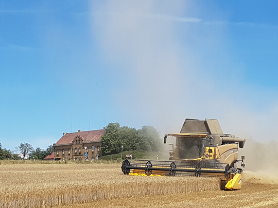 Die Anbauflche fr Durum in Deutschland erreichte 2024 erneut einen neuen Hchstwert. 