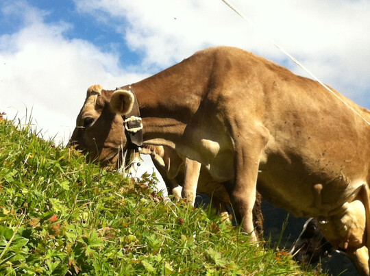 Eine Kuh frisst auf der Wiese.