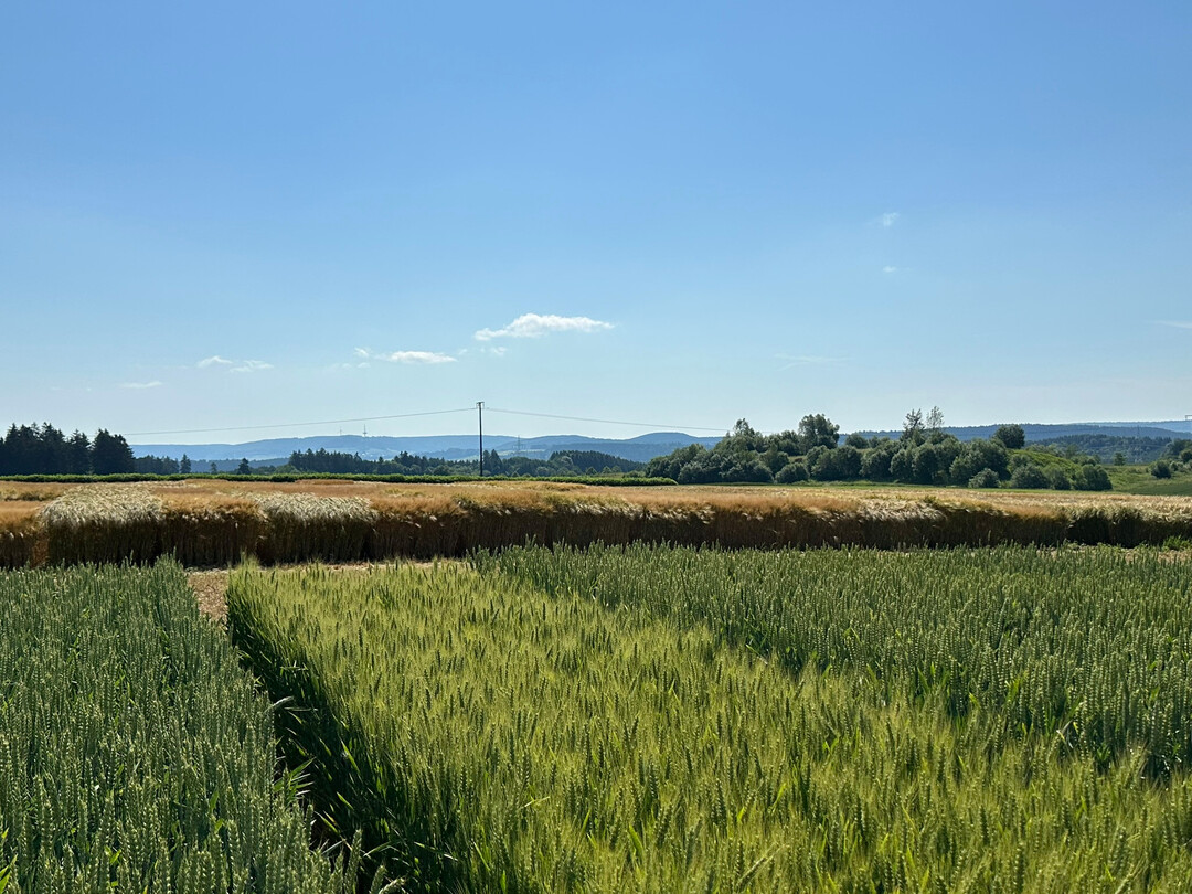Versuchsstandort Döggingen zur Züchterrundfahrt am 25. Juni 2024. Die Sortenwahl sollte wie eine Pflanzenschutzmaßnahme betrachtet werden.