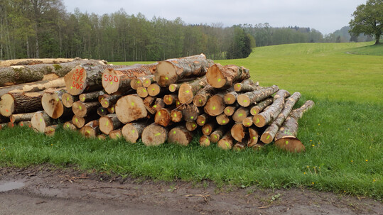 Blick auf den Polter in Unterankenreute bei Schlier: Dabei handelt es sich um 6,79 Fm Hartlaubholz, 4,0 Fm davon sind aus Buche und Esche. Der maximale Stammdurchmesser betrgt 42 cm und insgesamt sind es 58 Stmme. 