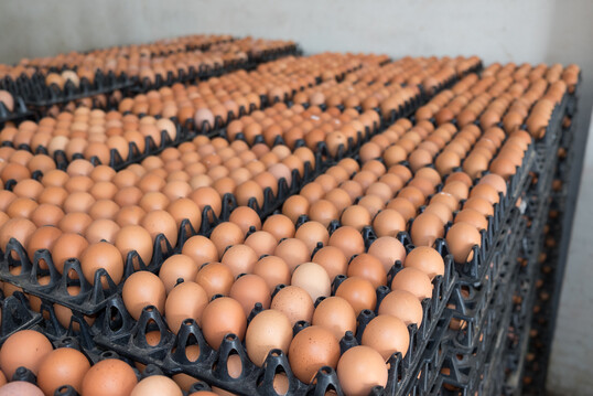 Mit rund 100 Millionen Eiern pro Monat bersteigt die Eierproduktion den ukrainischen Marktbedarf deutlich.