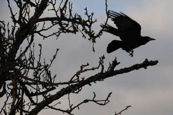 Eine Krähe mit schwarzem Schnabel kann auch ein willkommener Anblick sein.