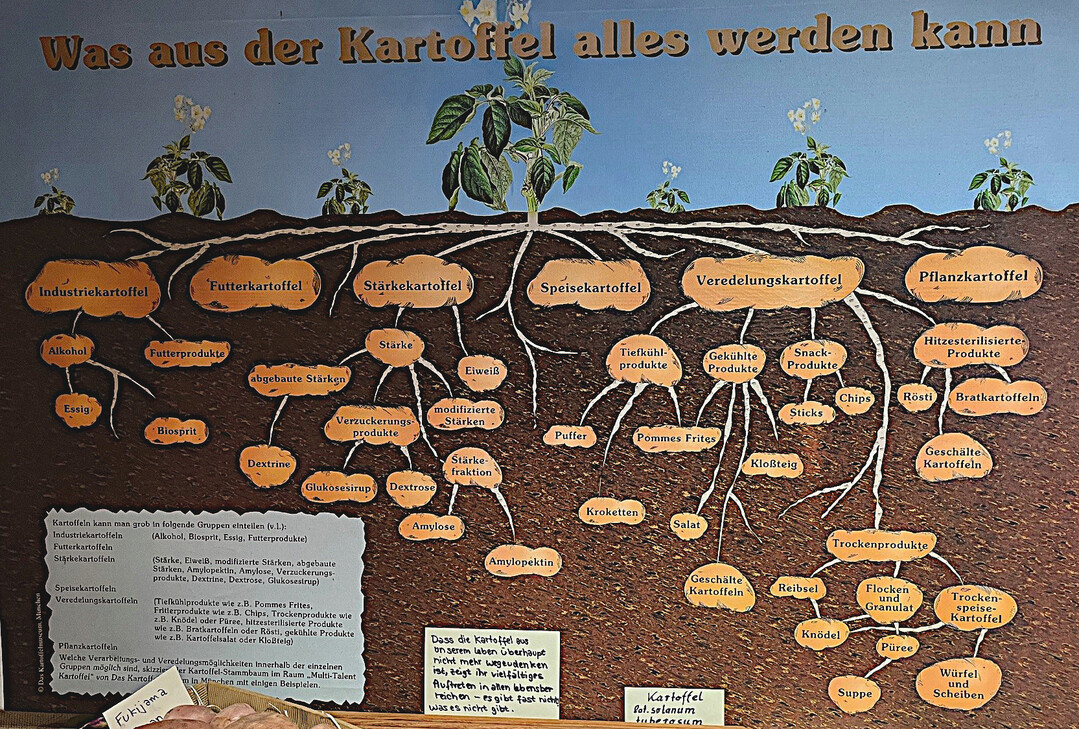 Der Lwenanteil der Kartoffelernte drfte bis Ende Oktober von den Feldern geholt worden sein. Beim Absatz besonders beliebt sind frische Pommes frites (Veredlungskartoffel). 