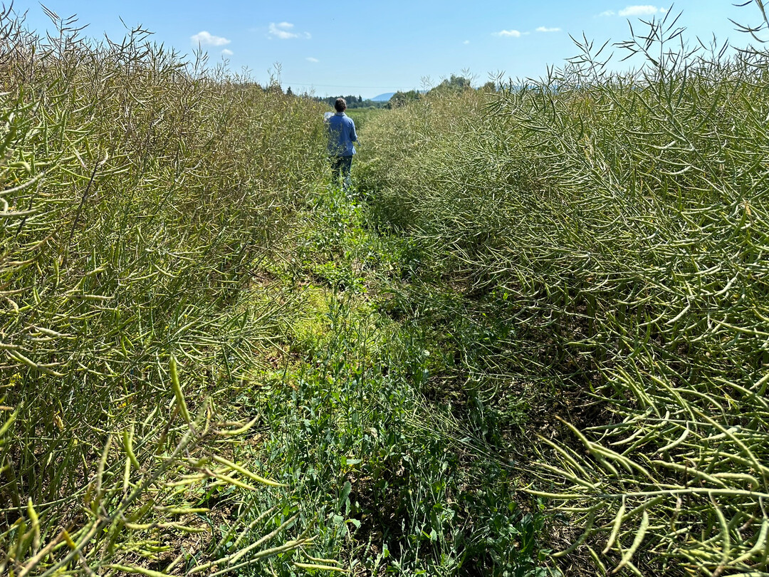 Die Rapsaussaat 2024/25 ist in den meisten EU-Lndern abgeschlossen. Das Bild zeigt Rapsfelder am Versuchsstandort Dggingen vom 25. Juni 2024. Links Stark geschdigte Pflanzen durch Frost in der Blte.
