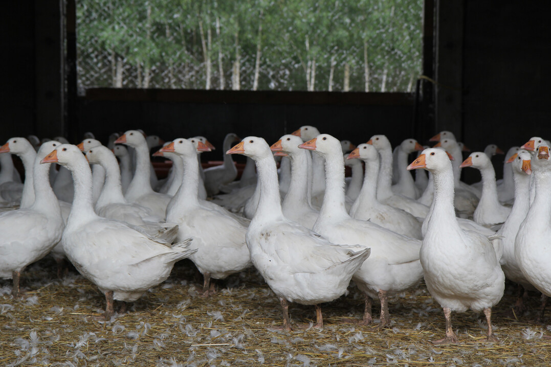 Die deutschen Gnsehalter stehen seit Jahren schon vor groen Herausforderungen. Stopfleberproduktion, Lebendrupf oder Mindestlhne  neben der Aviren Influenza bedroht in erster Linie der ungleiche europische Wettbewerb heimische Betriebe.