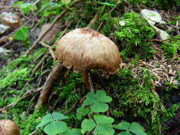 Risspilz im Wald.
